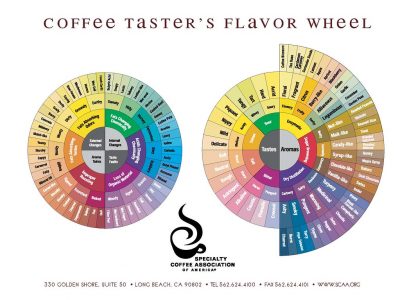 Coffee Taster’s Flavor Wheel