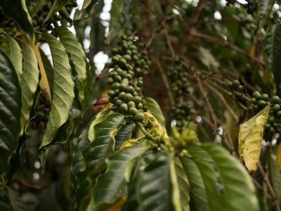 Cà phê Robusta -Nguồn gốc và đặc điểm sinh vật học